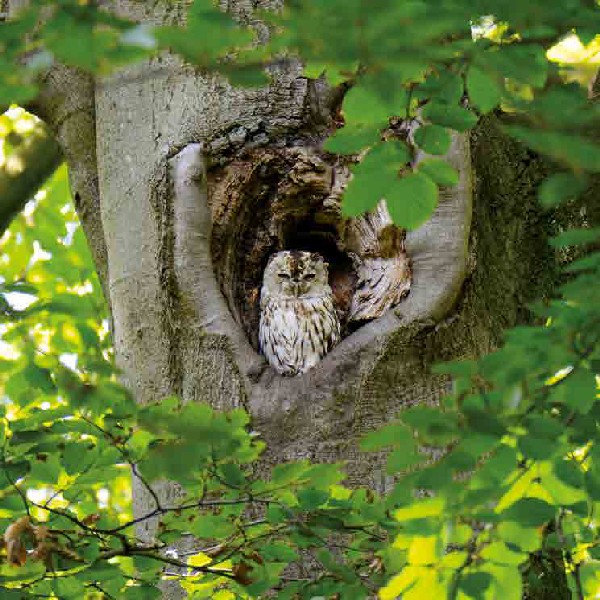 Natuur