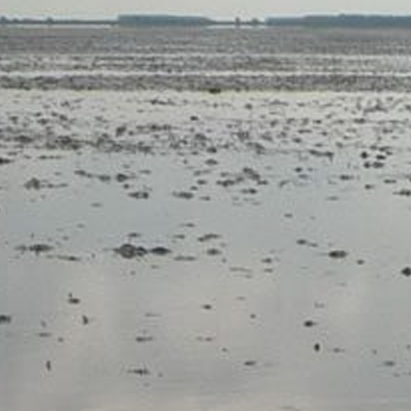 Natuur