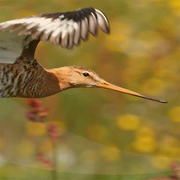 Natuur