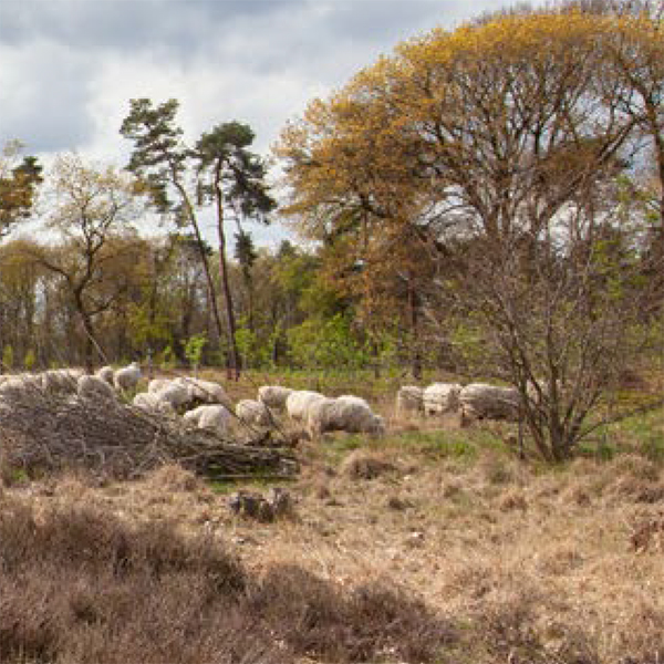 Natuur